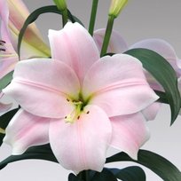 Лилии Кали ЛО гибрид 14/16 2шт СдС