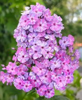 Флоксы Отумн Джой 1шт СдС