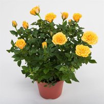 Роза Горшечная желтая (Х)