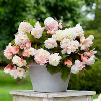 Бегонии Каскад Одороса Уайт Блаш 5/6 2 шт СдС