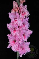 Гладиолусы Ядрёна Малина 3шт РС