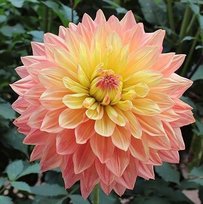 Георгины Вандас Аврора декоративный 1шт СдС