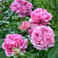 Роза Помпадур чайно-гибридная ТУБА (БТ)