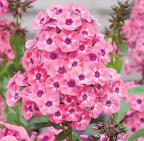 Флоксы Лариса 1шт СдС