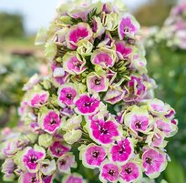 Флоксы Орхид Еллоу 1шт СдС