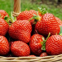 Земляника Гарда 6шт кассета