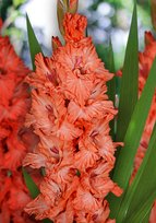 Гладиолусы Дед Мороз 3шт РС