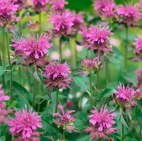 Монарда Скорпион 1шт СдС