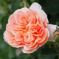 Роза Колетт флорибунда ТУБА (БТ)