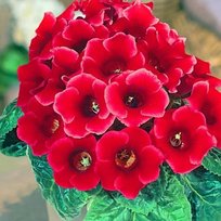 Глоксинии Этой де Фью 5/6 2шт СдС