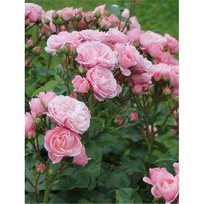 Роза Денс флорибунда ТУБА (БТ)