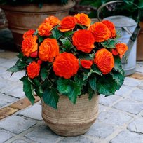 Бегонии Нон-Стоп оранжевая 5/6 2шт СдС