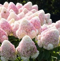 Гортензия метельчатая Шугар Раш (коробка)