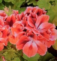 Ч Пеларгония Элеганс Анна королевская 1шт