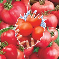 Томат Малиновое Чудо 4 новое - набор из 5 сортов (СР) Скидка (срок 12.2026)