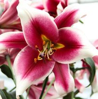 Лилии Фрисо ОТ гибрид 14/16 2шт СдС