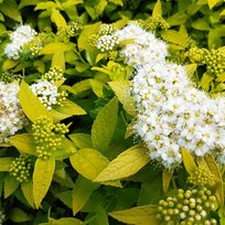 Спирея японская Уайт Голд 1л СдС