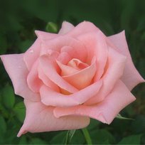 Роза Прима чайно-гибридная ТУБА (БТ)
