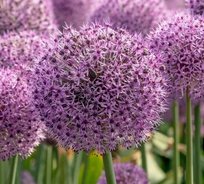 Аллиум Люси Баллунс 18/20 1шт СдС