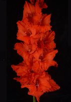 Гладиолусы Танго (В-16-248) 3шт РС