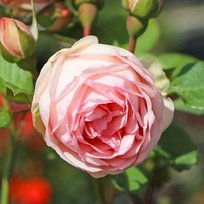 Роза Мантра чайно-гибридная ТУБА (БТ)