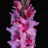 Гладиолусы Арина 3шт РС