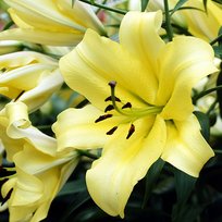 Лилии Беллвилли ОТ гибрид 16/18 2шт СдС