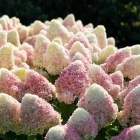 Гортензия метельчатая Саммер Лав (коробка)