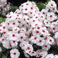 Флоксы Граф Цеппелин 1шт СдС