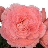 Бегонии Раффлд лососевая 4/+ 2шт СдС