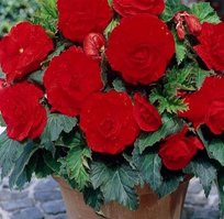 Бегонии Нон-Стоп скарлет 5/6 2шт СдС