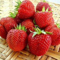 Земляника Зефир 6шт кассета