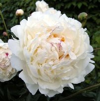 Пион травянистый Боул де Нейдж 1шт СдС