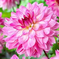 Георгины Синсерити бордюрный декор. 1шт СдС