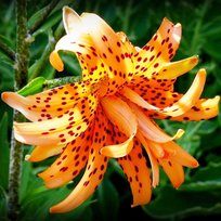 Лилии Флоре Плено азиатская 20/22 1шт БигСайз СдС