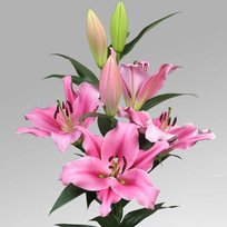 Лилии Трокадеро ОТ гибрид 18/20 2шт СдС