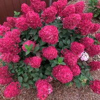 Гортензия метельчатая Самарская Лидия (коробка)