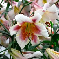 Лилии Пассион Мун OT гибрид 14/16 2шт СдС