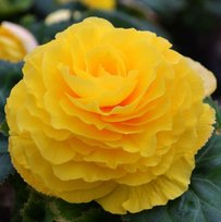 Бегонии Раффлд Еллоу 4/+ 2шт СдС