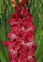 Гладиолусы Старик Хоттабыч 3шт РС