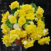 Бегонии Каскад желтый 5/6 2шт СдС