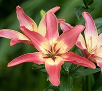 Лилии Изи Дрим азиатская 14/16 2шт СдС