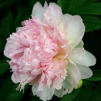 Пион травянистый Расберри Санди 1шт СдС