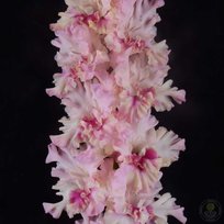 Гладиолусы Шёлковый Путь 3шт РС