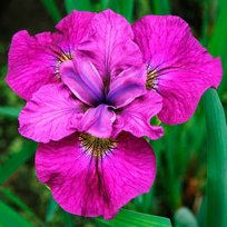 Ирис сибирский Си я Лэтер 1шт СдС