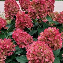 Гортензия метельчатая Бонфаер (коробка)