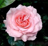 Роза Ева Руджиери чайно-гибридная СдС