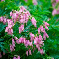 Дицентра Стюарт Бутман 1шт СдС