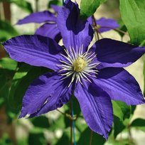 Клематисы Неонка (3сп) ОКС 1шт СдС