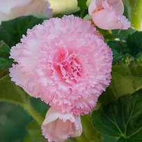 Бегонии Раффлд Пинк 4/+ 2шт СдС